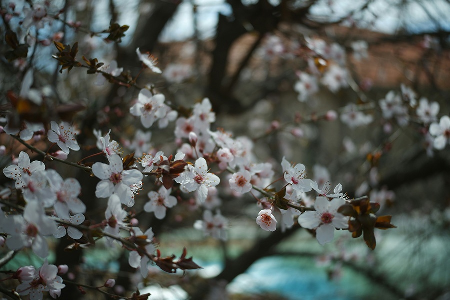 spring
